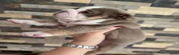 English Bulldog dogs for sale: Outstanding Quality English Bulldog Puppies in Cambridge - Advert 4