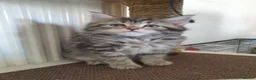 Mixed Breed cats for sale: Kittens for SALE - Advert 1