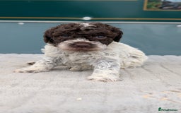 Lagotto Romagnolo dogs for sale: Brilliant litter of Lagotto  in Lockerbie - Image 9