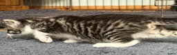 Mixed Breed cats for sale: Gorgeous kittens - Advert 9