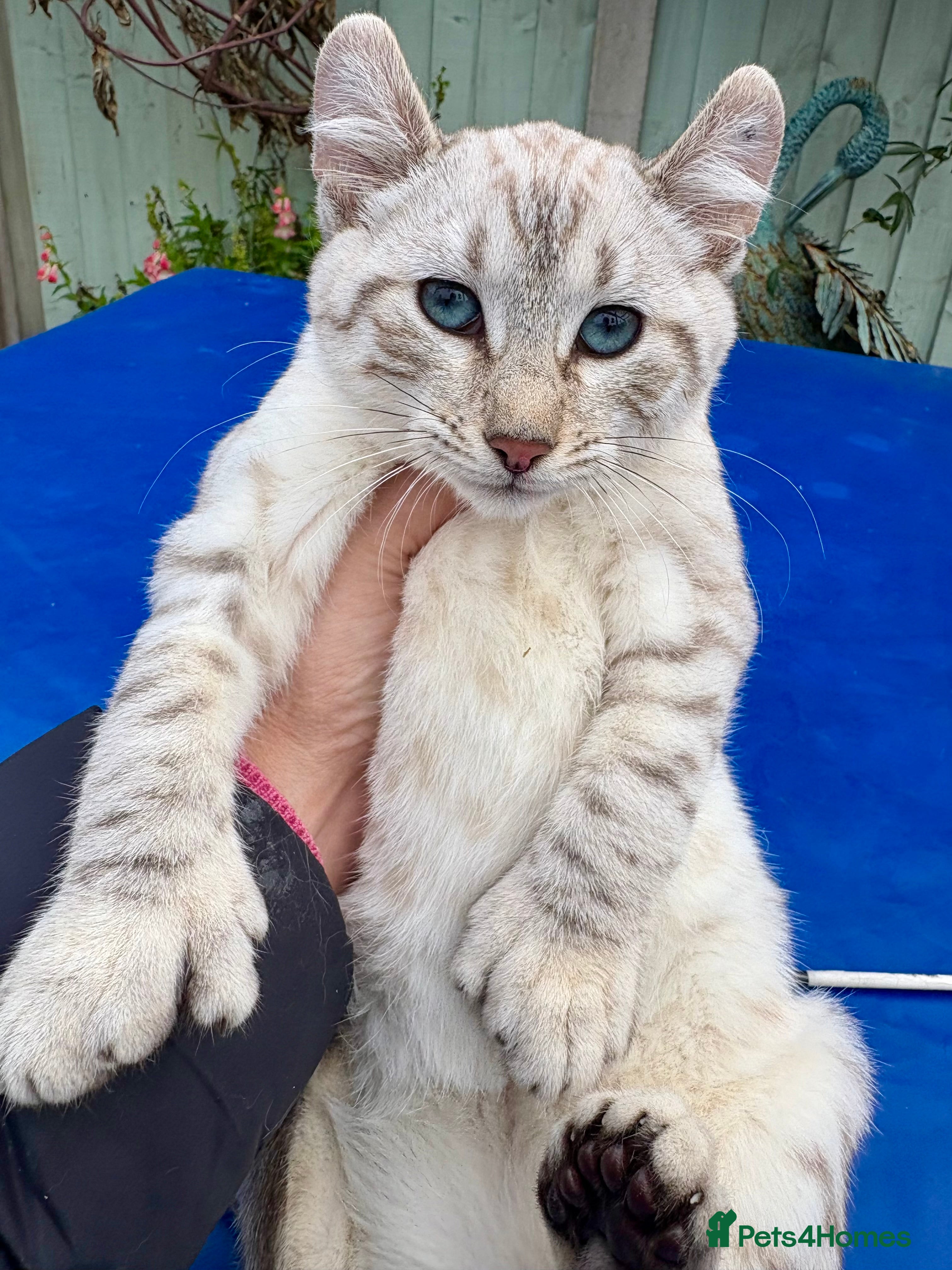 Keetso cats Gob smacking curled eared polydactyl female  - Advert 4