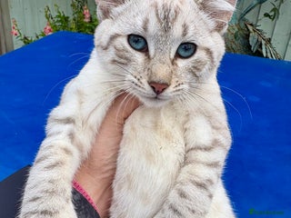 Keetso cats Gob smacking curled eared polydactyl female - Advert 2