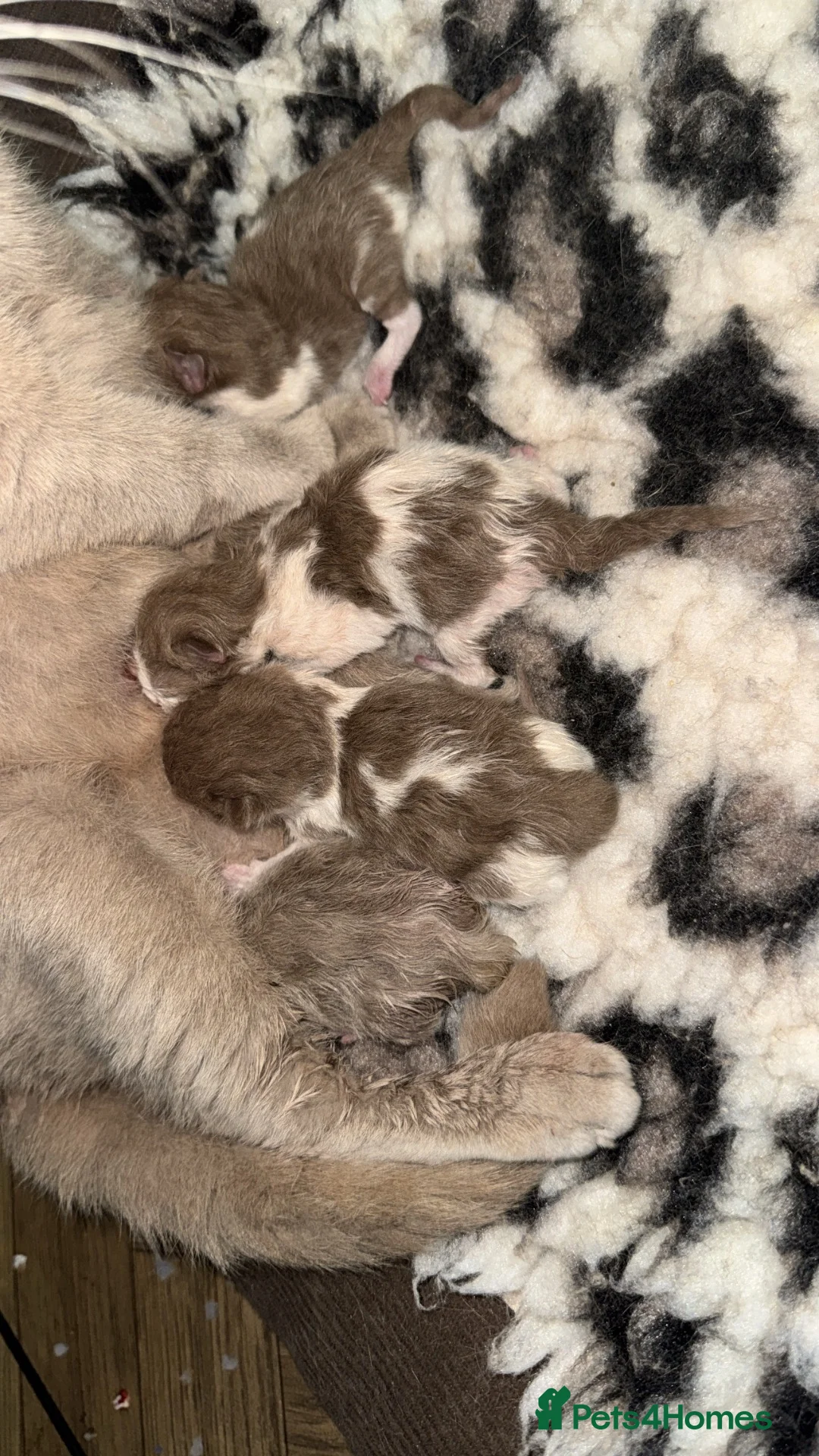 British Shorthair cats for sale: Cinnamon bi colour & fawn bi colour males  - Advert 1