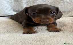 Miniature Dachshund dogs for sale: 3 gorgeous Chocolate and tan Girls  - Image 8