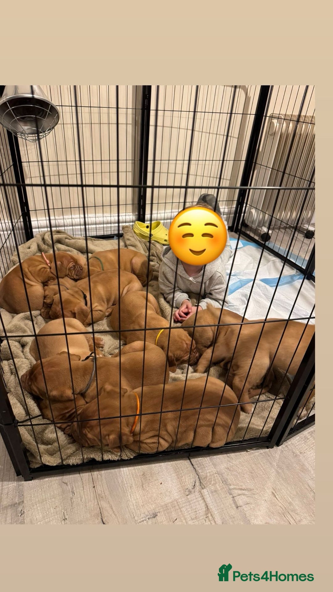 Dogue De Bordeaux dogs for sale: Dogue de Bordeaux pups for sale - Advert 28