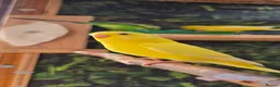 Budgerigars birds for sale: Young Budgies: Semi-tamed Lutino & Albino for sale - Advert 13
