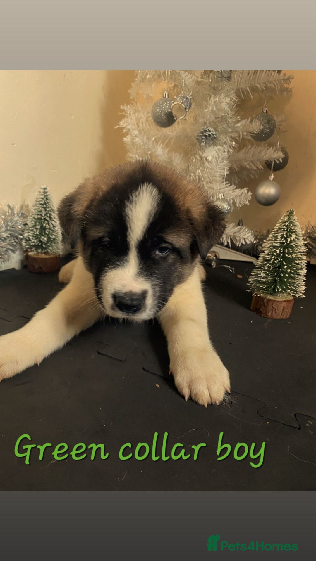 Akita dogs for sale: Ready to leave now. American Akita Puppies 🐾 - Advert 15