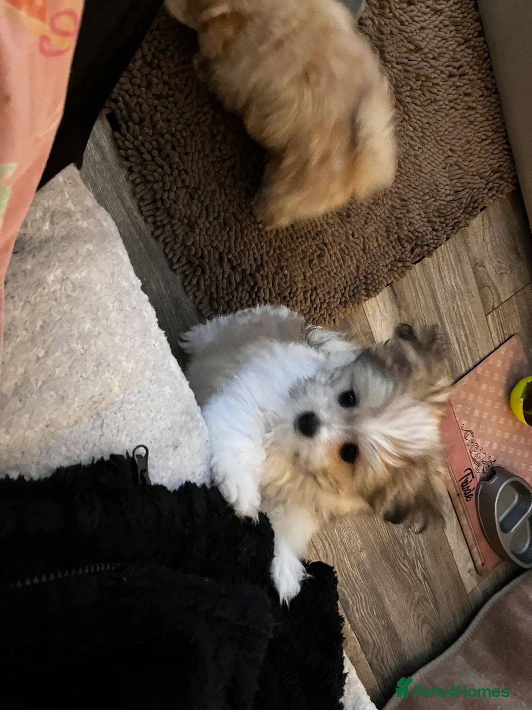 Mixed Breed dogs for sale: Malti-Pom Puppies - £1200 - 3 Left - Advert 18