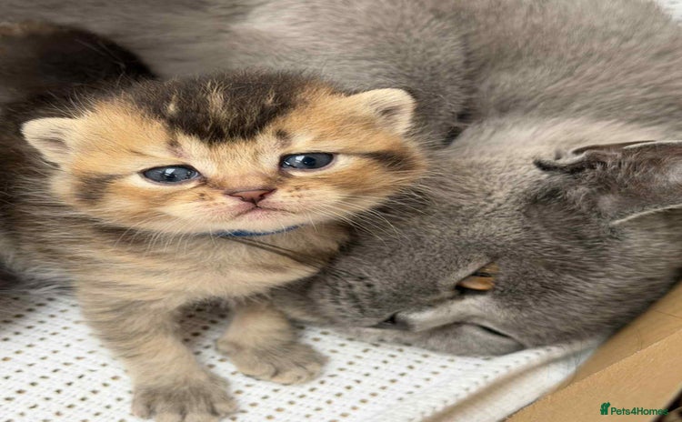 British Shorthair cats - Advert 1