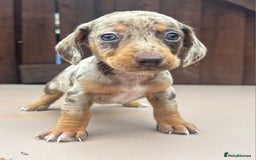 Dachshund dogs for sale: 6 beautiful dachshund puppies!!! - Image 5