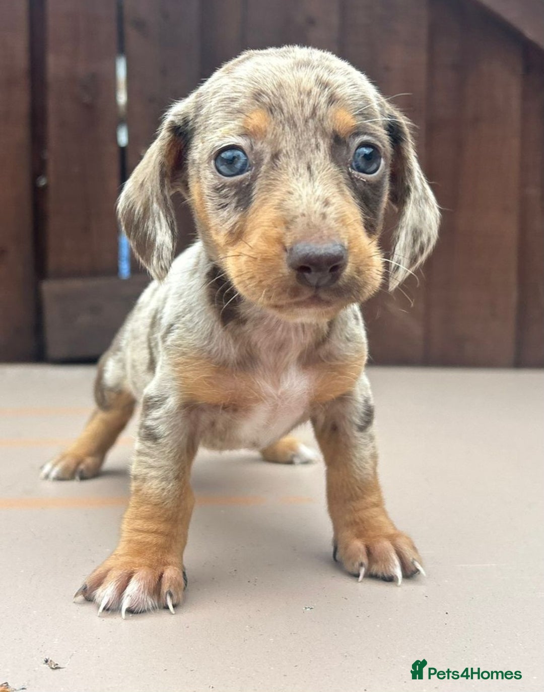Dachshund dogs for sale: 6 beautiful dachshund puppies!!! - Image 5