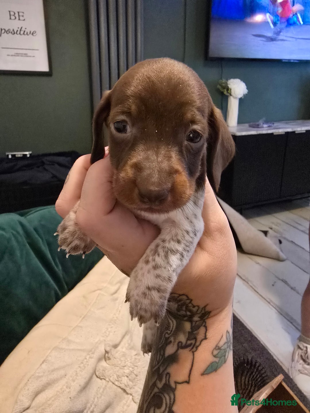 Dachshund dogs for sale: Dachshund puppies  - Image 1