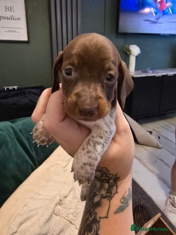 Dachshund dogs - Advert 2