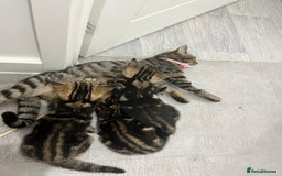 Mixed Breed cats for sale: Two beautiful brothers needing a forever home  - Image 2