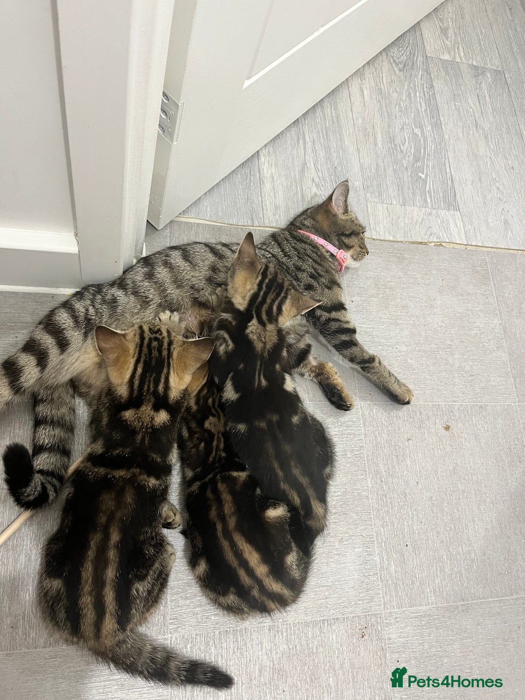 Mixed Breed cats for sale: Two beautiful brothers needing a forever home  - Image 2