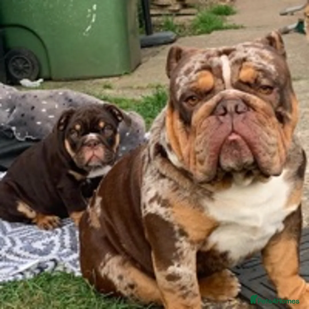English Bulldog dogs for stud: 💙🍫FRANK🍫💙 in Southampton - Advert 12