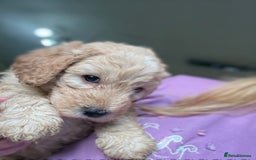 Australian Labradoodle dogs for sale: 5* Health tested Australian labradoodles  - Image 16