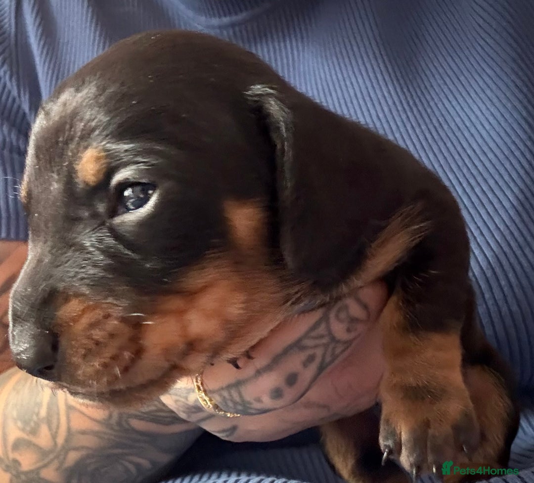 Miniature Dachshund dogs for sale: Miniature smooth haired dachshund  - Image 18