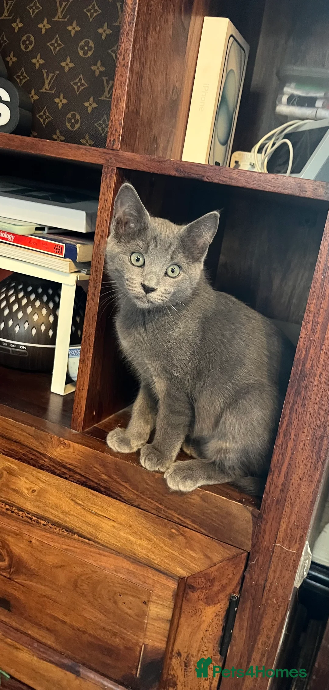 Oriental cats for sale: 2 beautiful female ragamese/siamese kittens - Advert 2