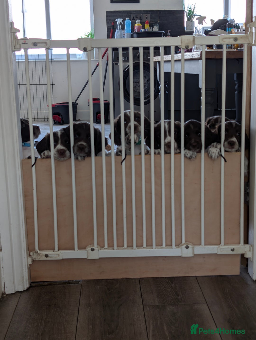 English Springer Spaniel dogs for sale: English springer spaniel  - Image 1