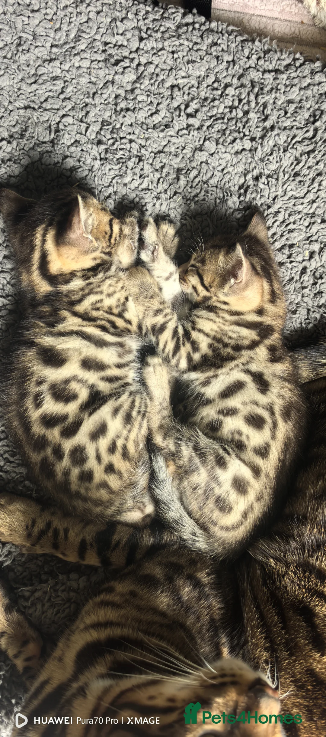 Bengal cats for sale: Bengal boys  - Advert 1
