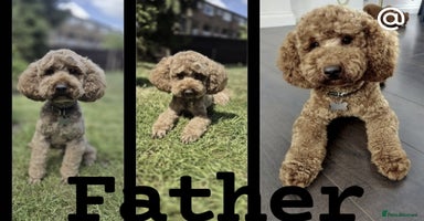 Miniature Poodle dogs KC registered Miniature Poodles  - Advert 5