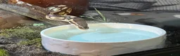 Python Snake reptiles for sale: Royal (Ball) Python  in Redditch - Advert 5