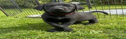 Labrador Retriever dogs for stud: KC registered Labrador Stud - Advert 7