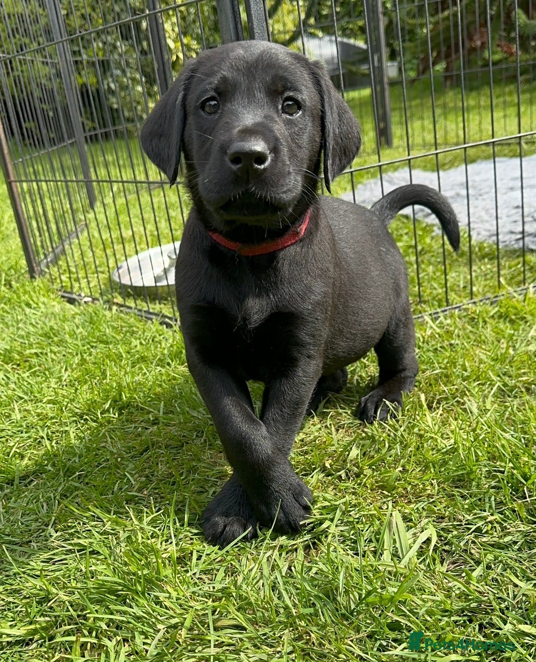 Labrador Retriever dogs for stud: KC registered Labrador Stud - Advert 7