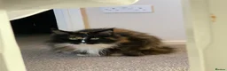 Maine Coon cats for sale: Maine Coon - Female - Advert 3