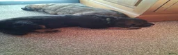 German Shepherd dogs for sale: German shepherd pups in Doncaster - Advert 6