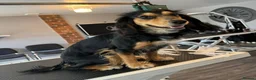 Cocker Spaniel dogs for sale: Cocker spaniel puppies  - Advert 1