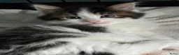 Domestic Shorthair cats for adoption: Playful Kittens- Adopt from Cats In Crisis EastLdn - Advert 2