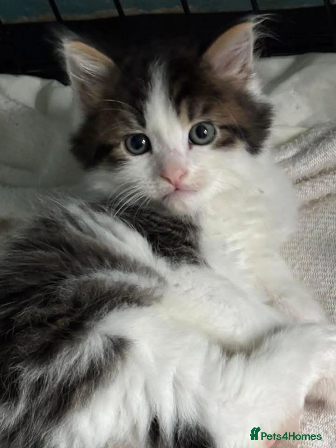 Domestic Shorthair cats for adoption: Playful Kittens- Adopt from Cats In Crisis EastLdn - Advert 2