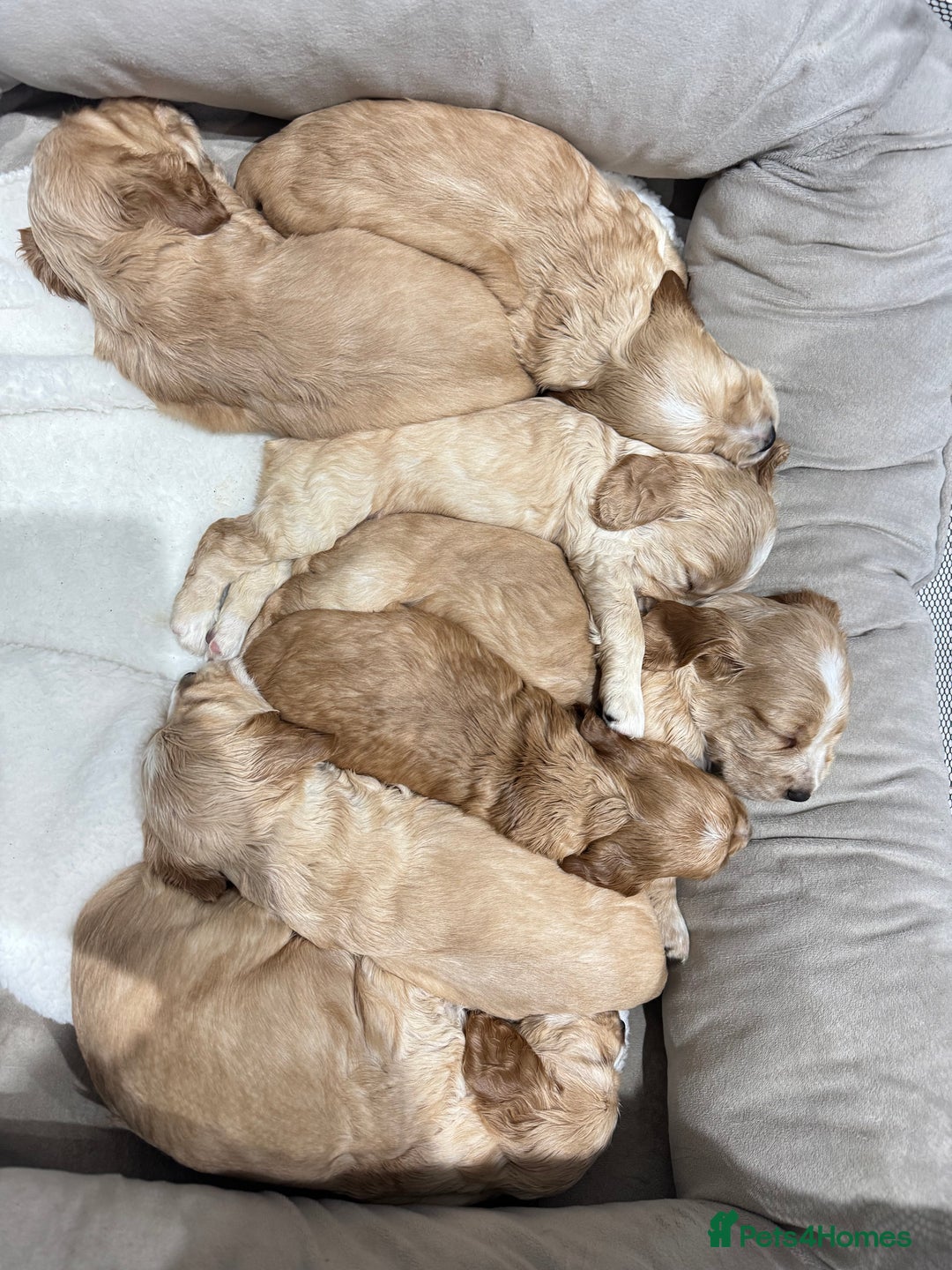 Cocker Spaniel dogs for sale: Beautiful litter of cocker spaniels  - Advert 3