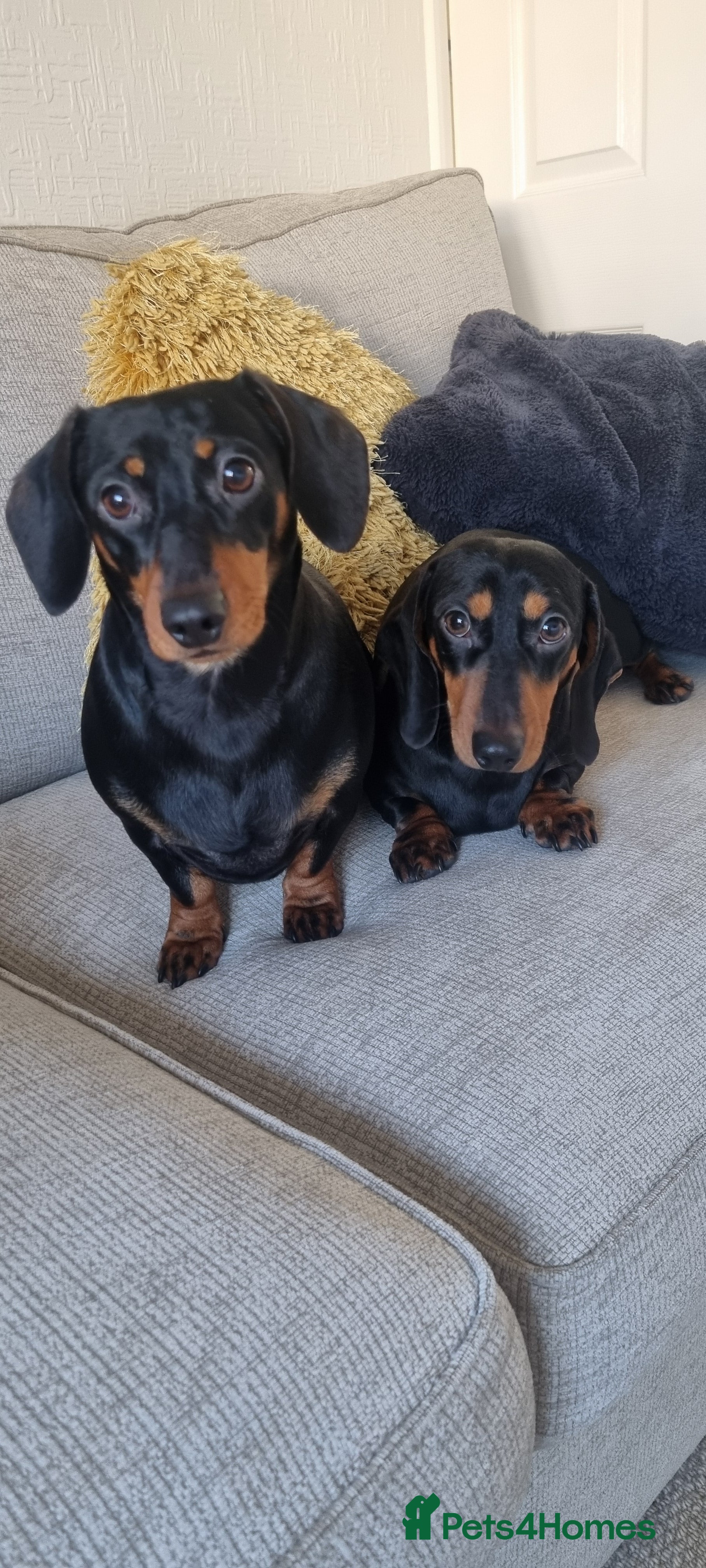 Miniature Dachshund dogs Miniature dachshunds  - Advert 8