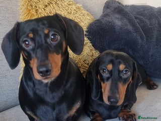 Miniature Dachshund dogs Miniature dachshunds - Advert 1