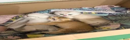 Scottish Fold cats for sale: ‼️READY TO RESERVE beautiful Scottish fold kittens - Advert 7