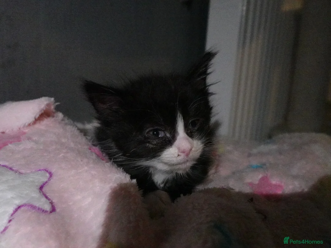 Domestic Shorthair cats for sale: Sweet little kittens looking new homes - Advert 2