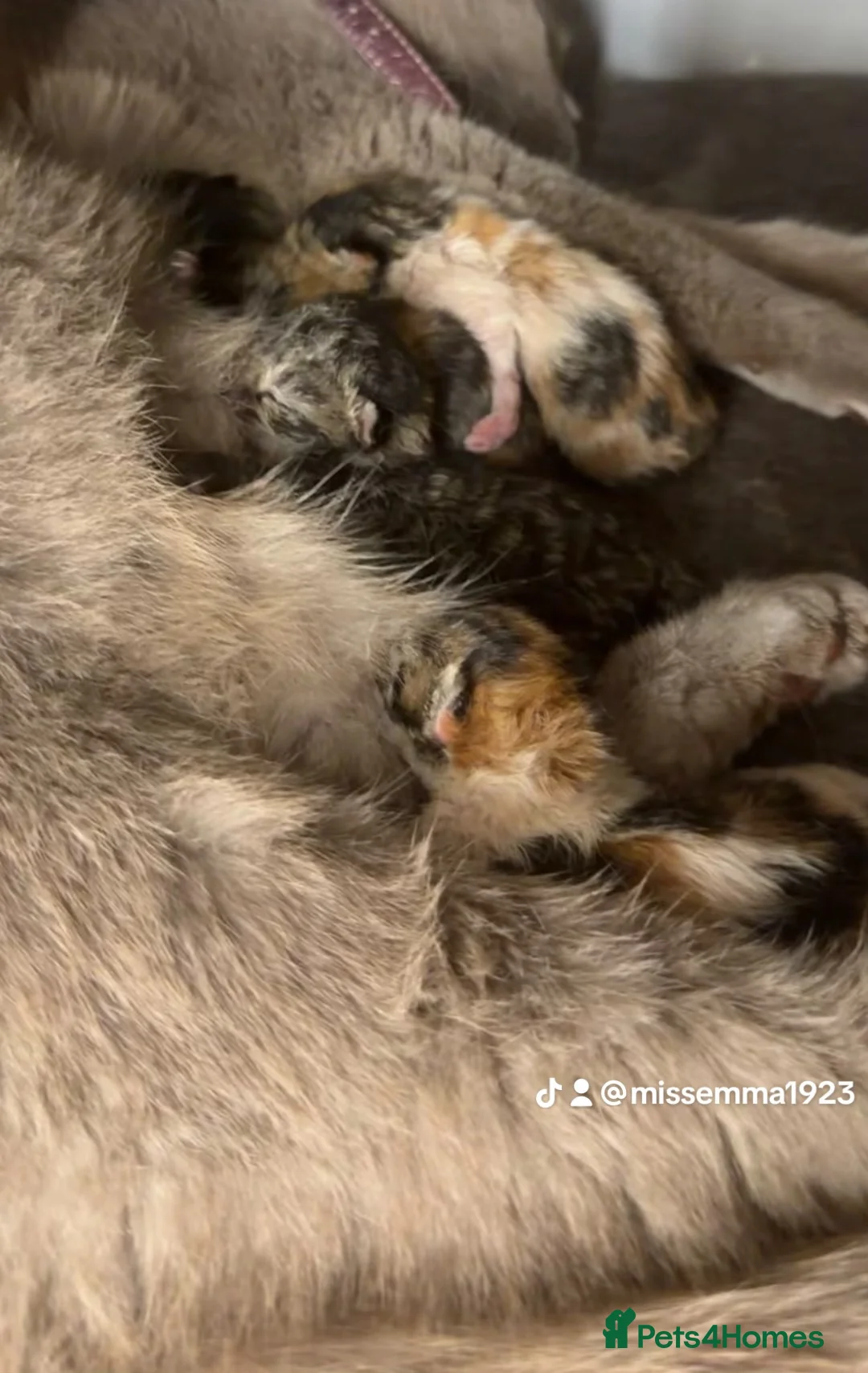 British Shorthair cats for sale: Very rare calico Bsh kittens  - Advert 2