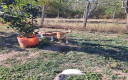 Mixed Breed dogs for adoption: BENNY - a faithful dog for a Loving Home - Image 38