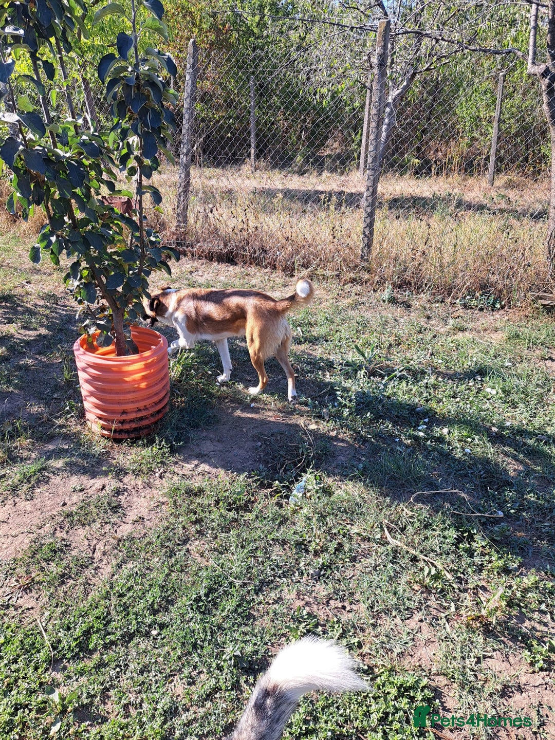 Mixed Breed dogs for adoption: BENNY - a faithful dog for a Loving Home - Image 38