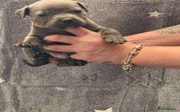 Staffordshire Bull Terrier dogs for sale: Blue Staffordshire bull terrier  - Image 8