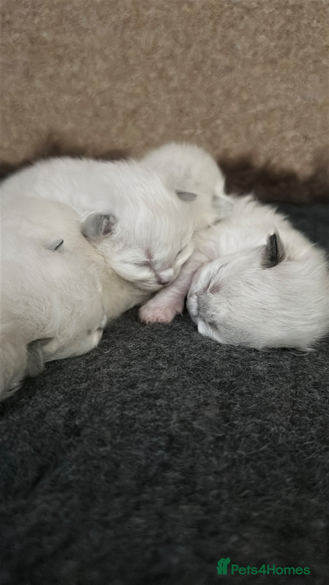 Ragdoll cats for sale: Ragdoll Kittens GCCF & Health Tested  - Advert 10
