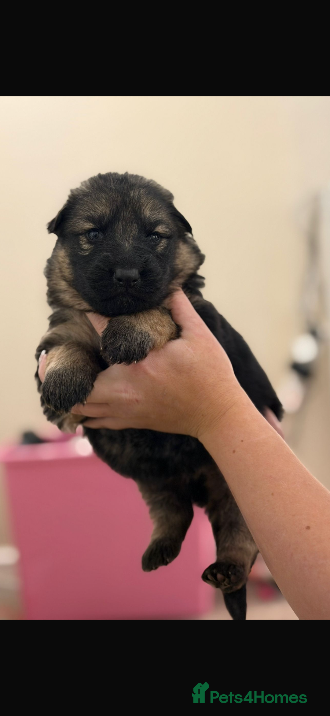 German Shepherd dogs for sale: Family reared GSD pups.  - Advert 31