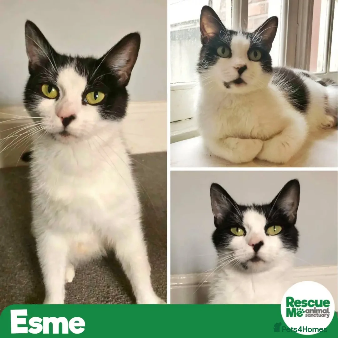 Mixed Breed cats for adoption: Esme - gorgeous girl - Advert 1