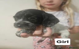 Cocker Spaniel dogs for sale: Beautiful Mixed Colour Cocker Spaniel Puppies - Image 3