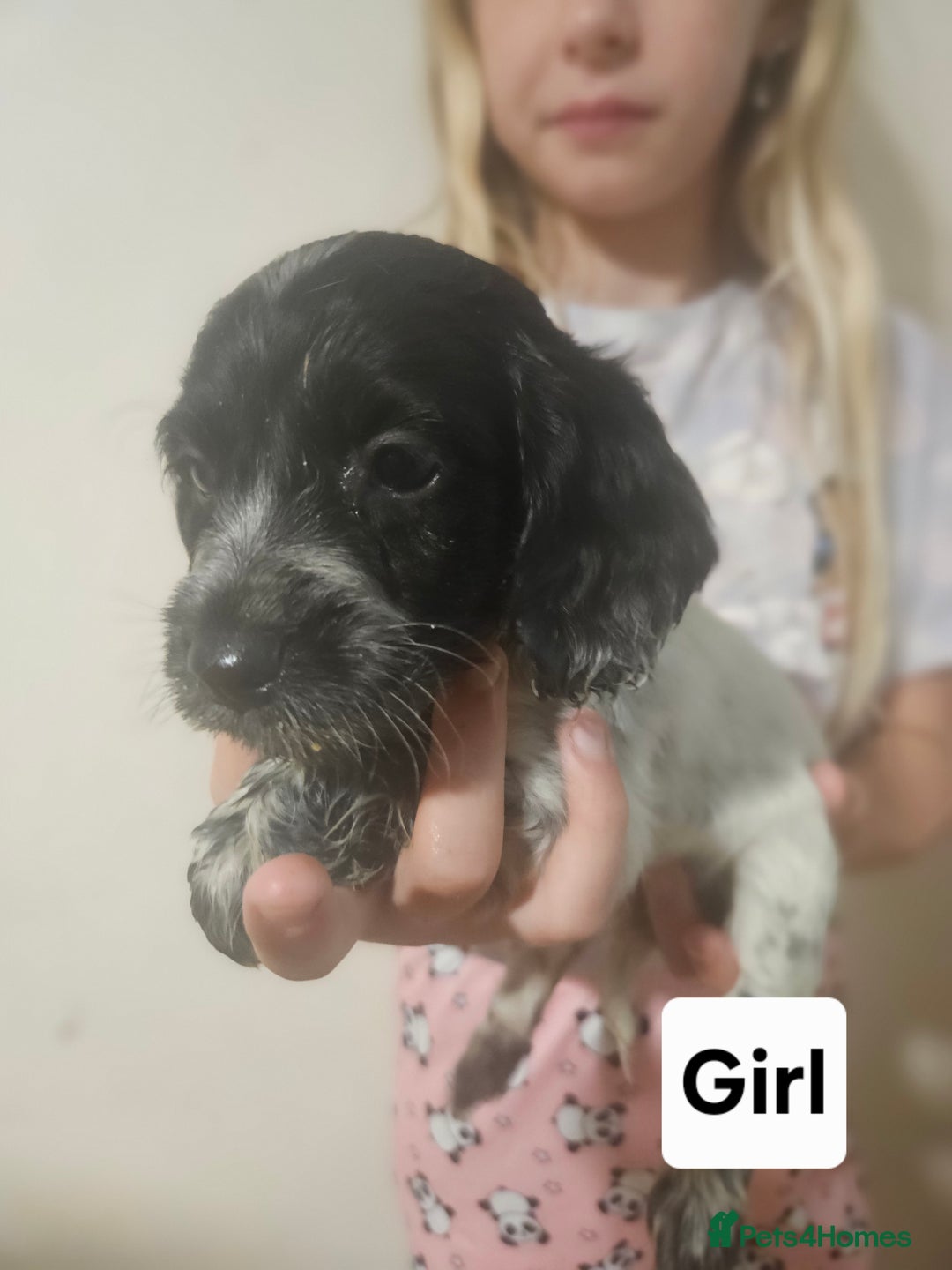 Cocker Spaniel dogs for sale: Beautiful Mixed Colour Cocker Spaniel Puppies - Image 3