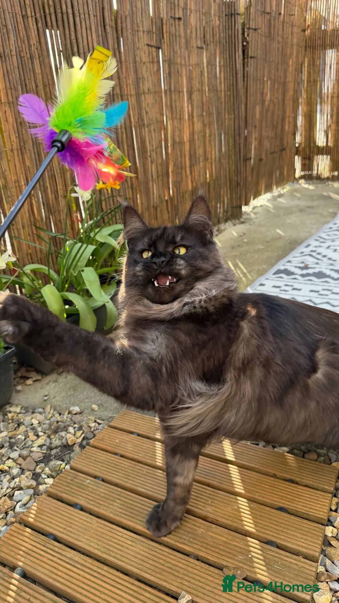 Maine Coon cats for sale: 2 beautiful mainecoon looking for forever home.  - Advert 13