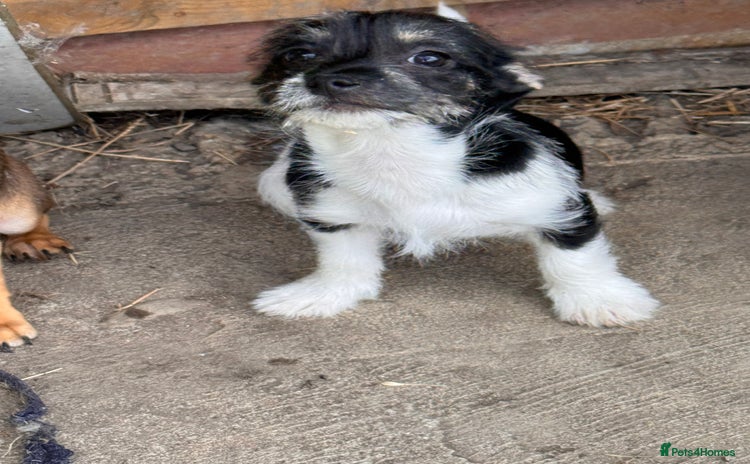 Mixed Breed dogs - Advert 9